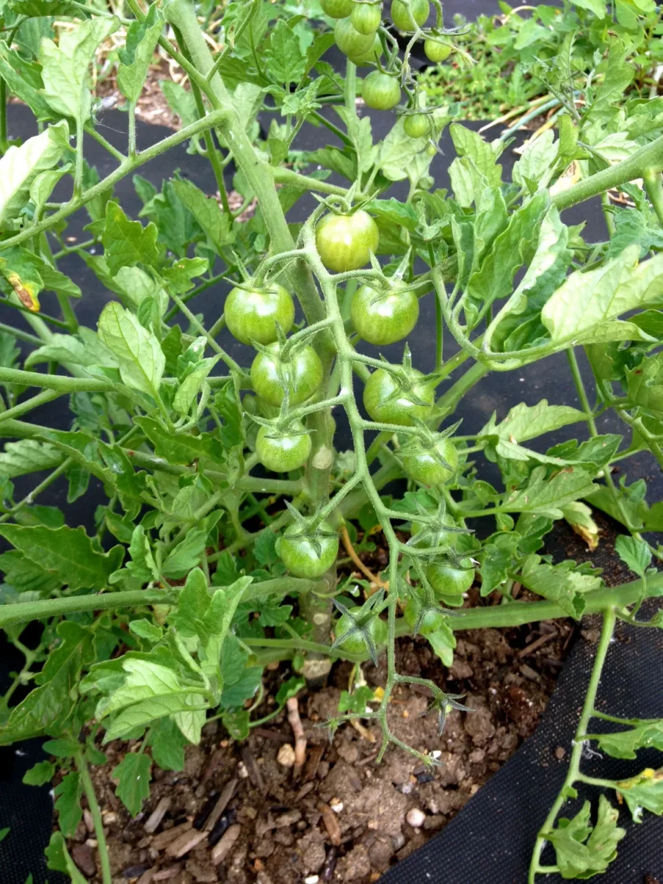 Garden Update: Baby Veggies are Here!! photo 1
