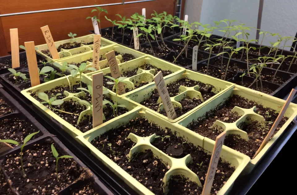 Plant babies! photo 1