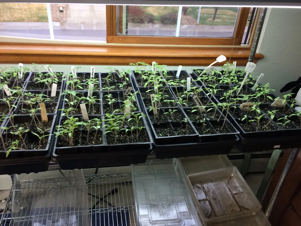Plant babies! photo 2
