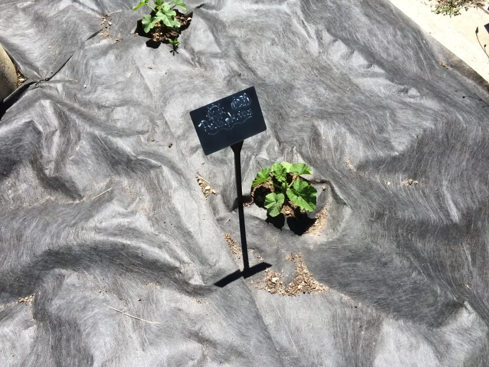 Summer Gardens photo 1