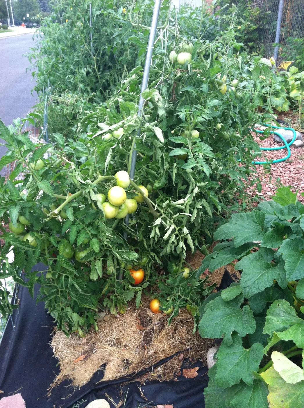 Tomatoes ripening on the vine in the garden
