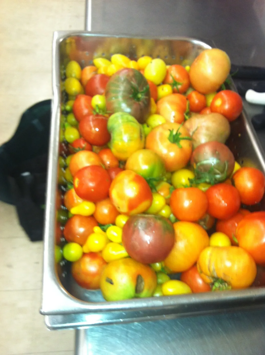 Bin of colorful heirloom tomatoes fresh from the garden
