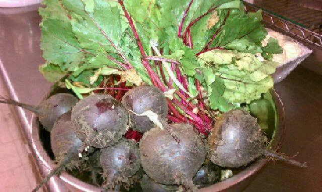 Freshly harvested beets in a bowl