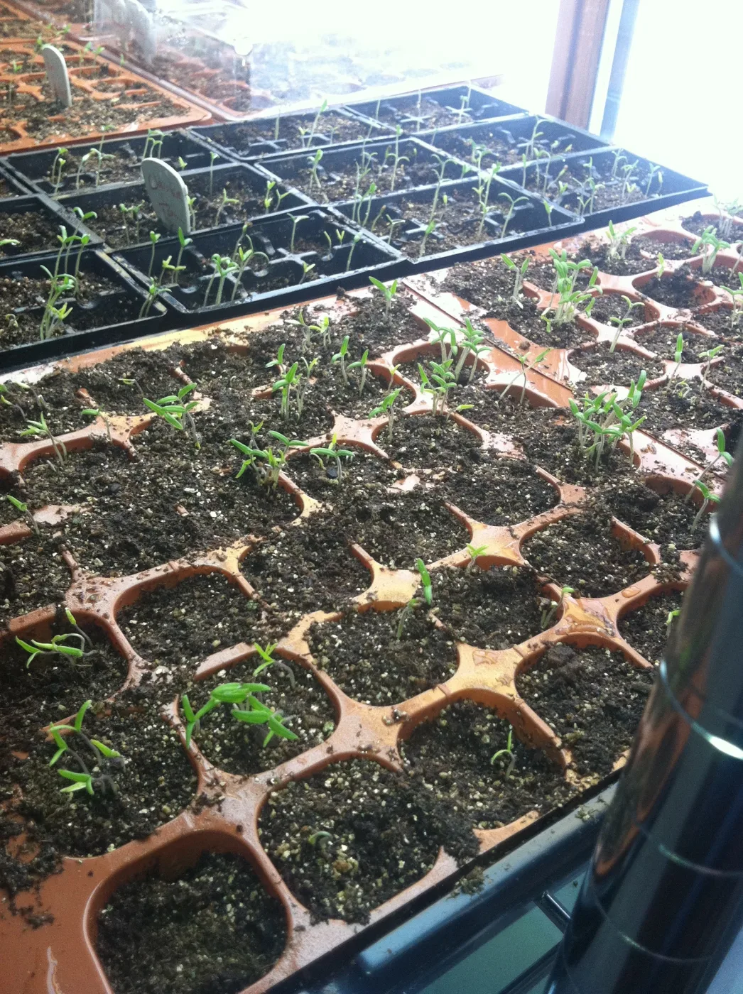 Trays of vegetable seedlings ready for planting