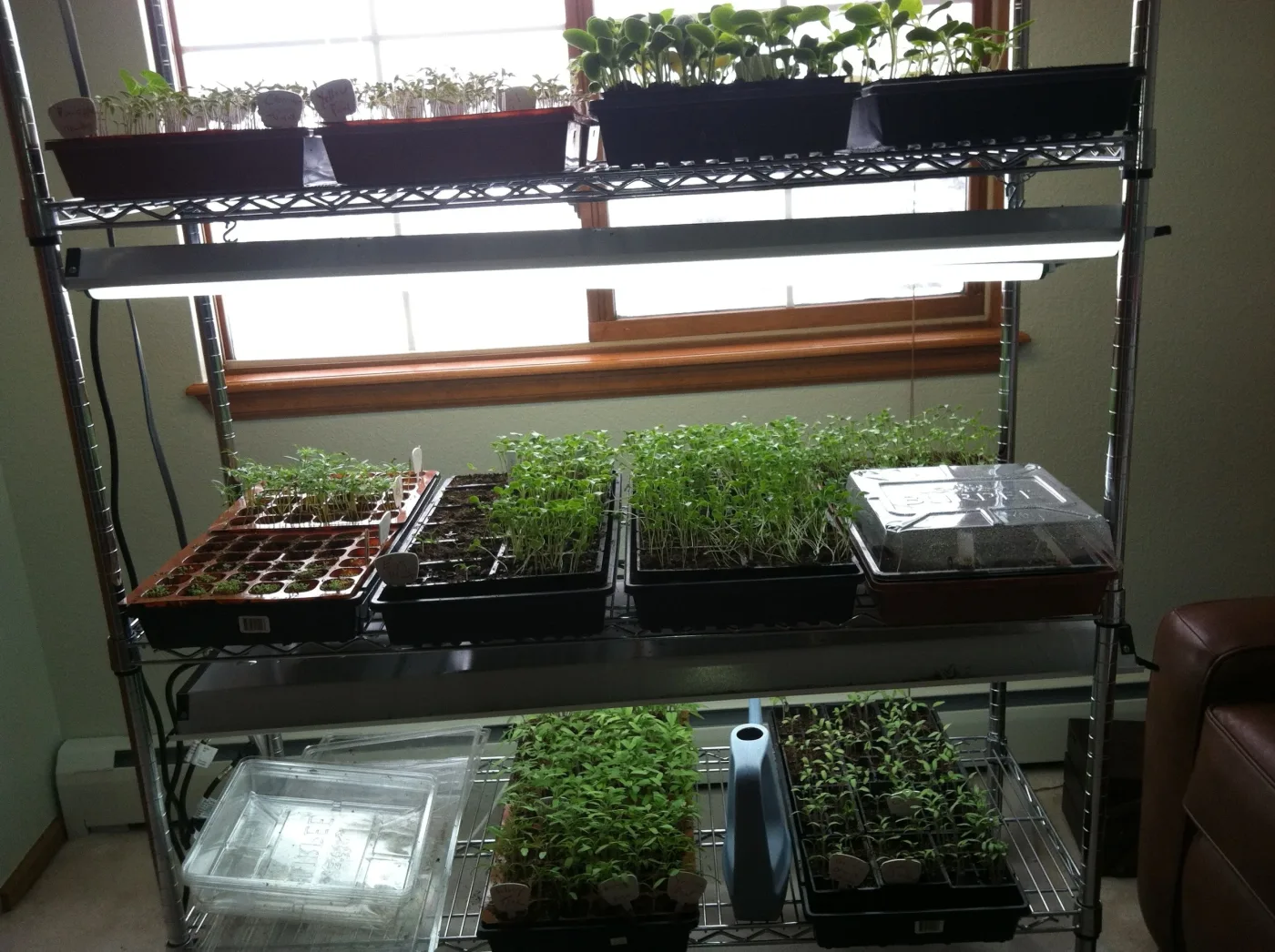 Seedlings growing on indoor racks under grow lights