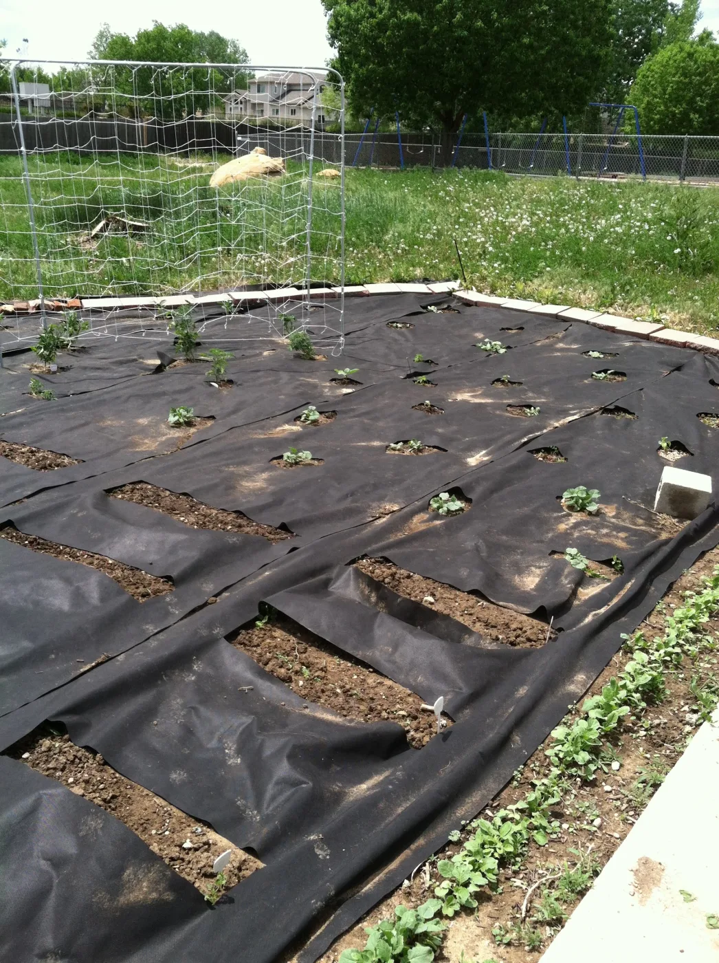 Young plants growing through mulch fabric in the garden beds