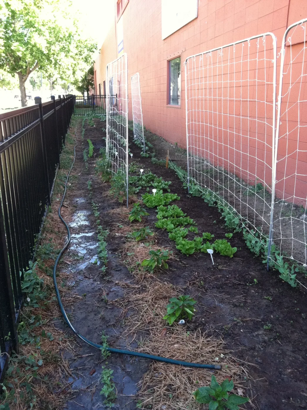 Rows of vegetables growing in the My Kids Lunch garden