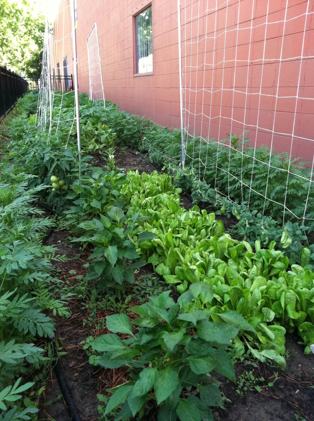 Beds of leafy salad greens in the garden