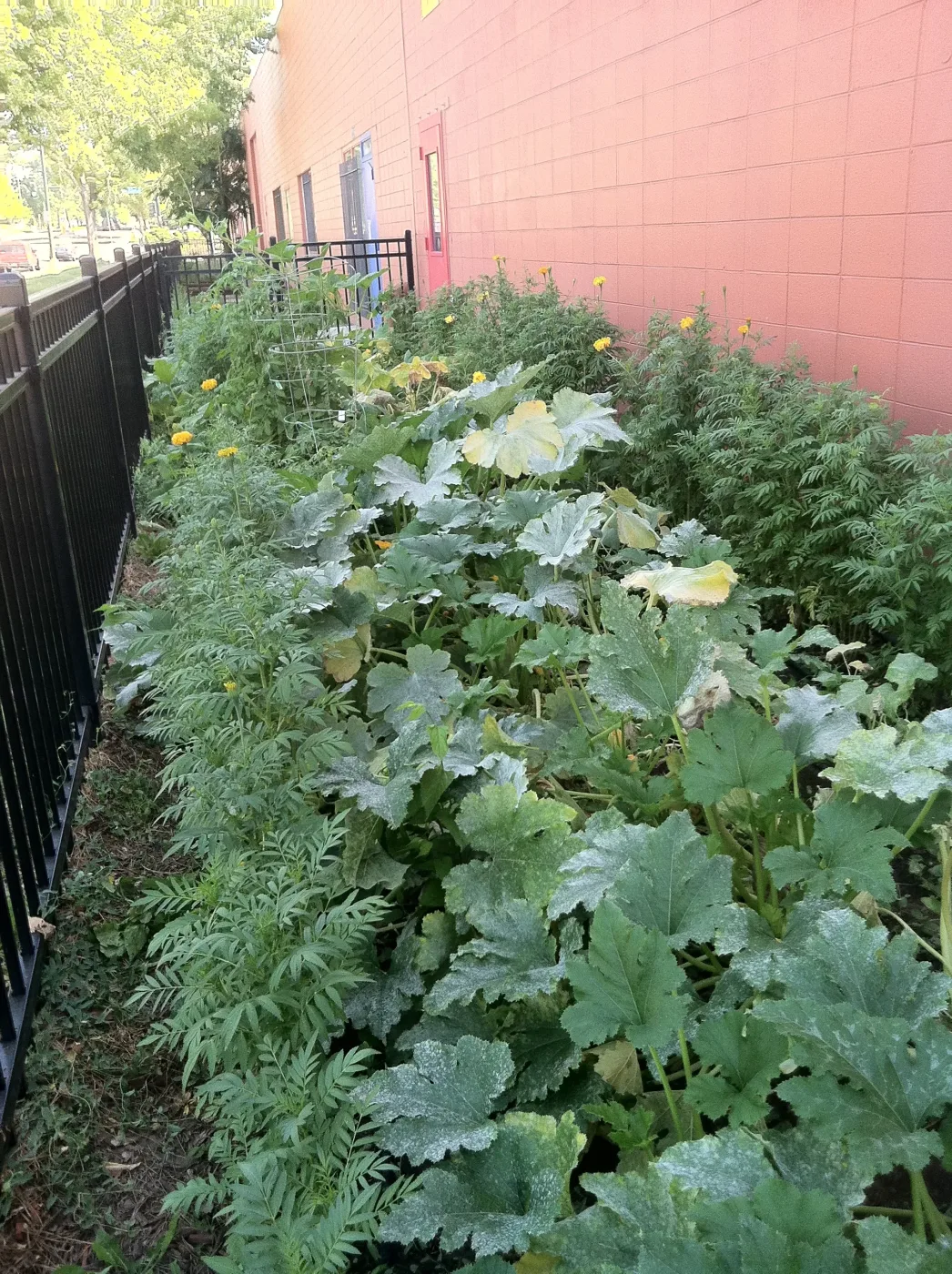 Kale and cabbage plants growing in the garden